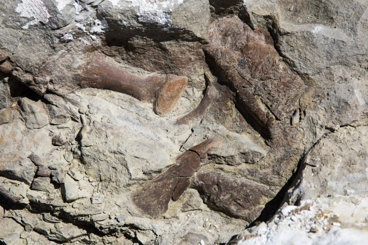 tyrannosaur-fossil