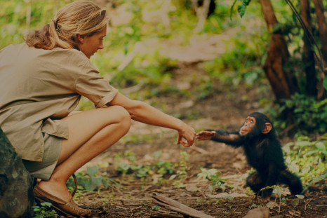 Jane goodall chimp movie