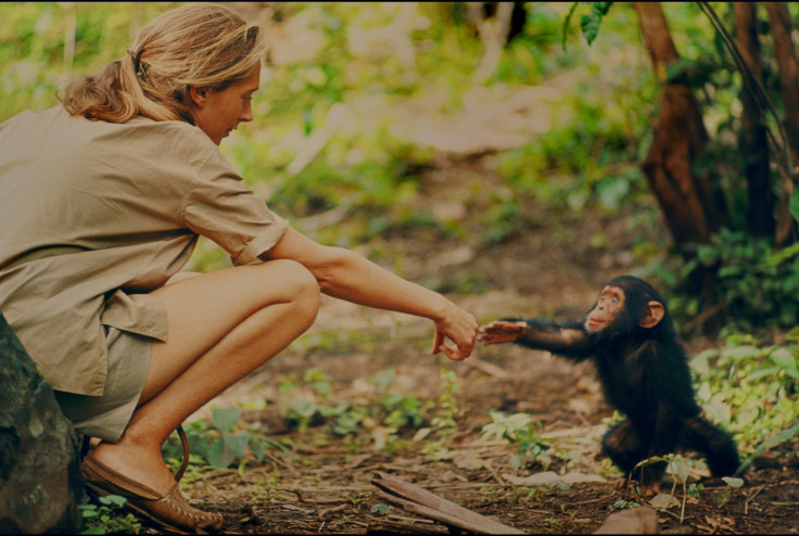 Jane goodall chimp movie
