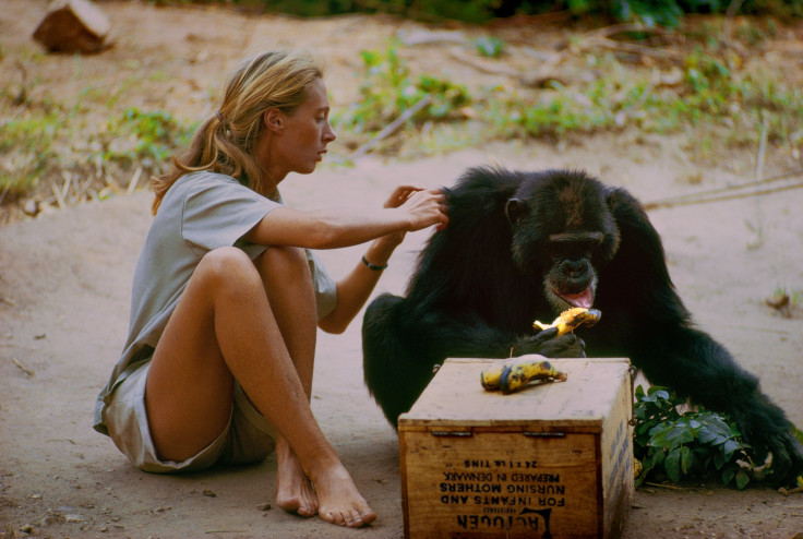 Jane goodall chimpanzee