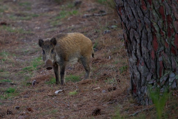 wild boar