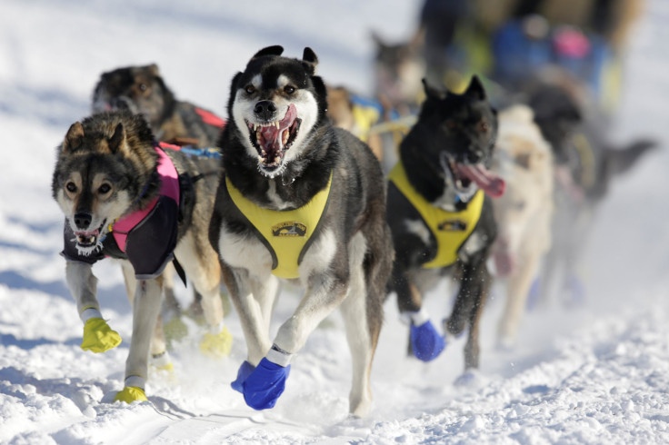 Sled dog race
