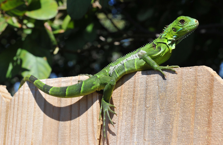 Iguana