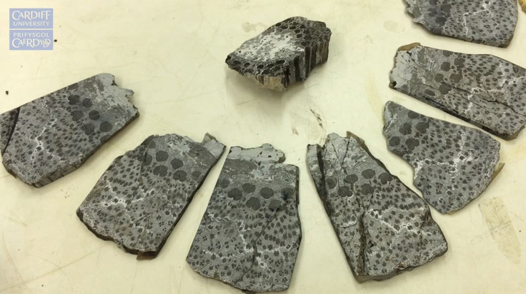 oldest-tree-fossils