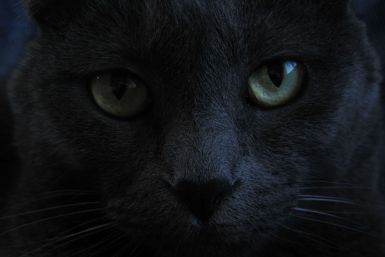 black cat //spooky 