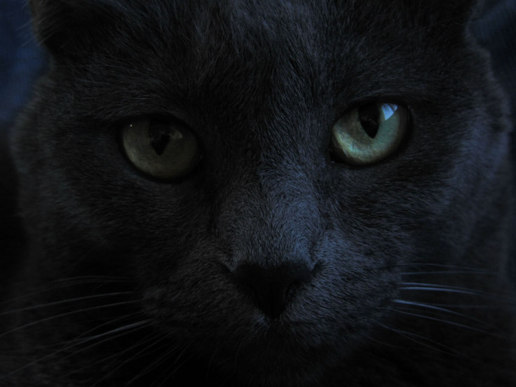 black cat //spooky 