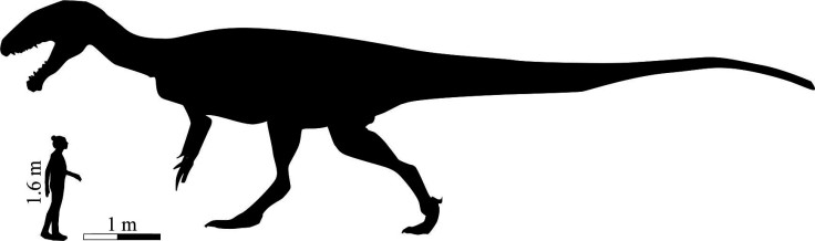 Megatheropod