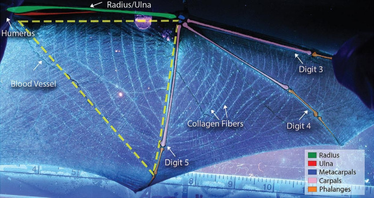 bat-wing-parts