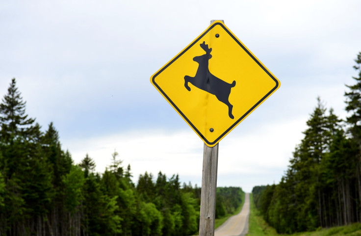 Deer Crossing Sign