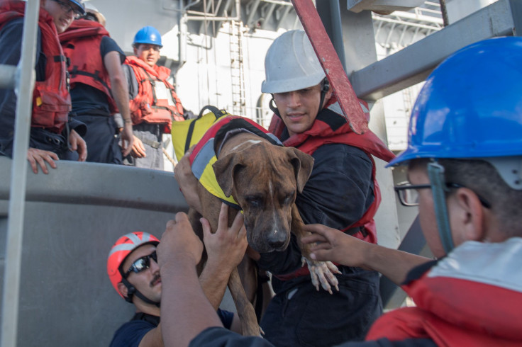 dog rescued by USS Ashland
