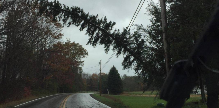 Damaged Tree 