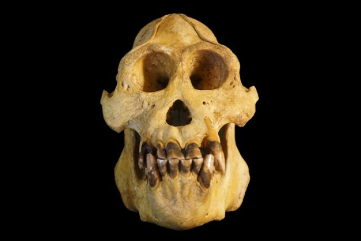 Pongo Tapanuliensis Skull