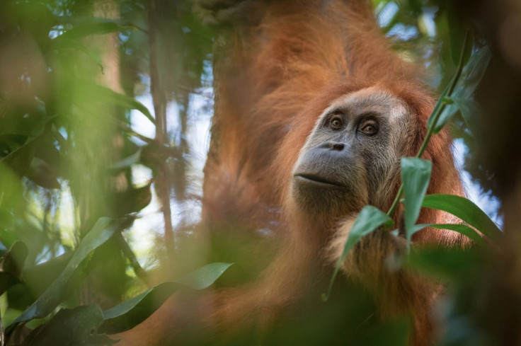 Pongo Tapanuliensis 1