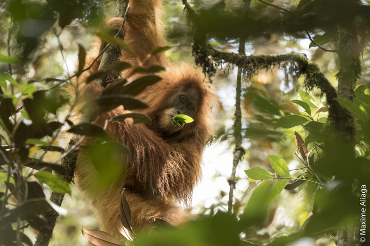 Pongo Tapanuliensis 2