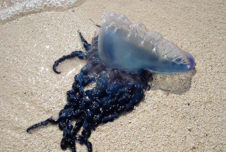 portuguese-man-of-war