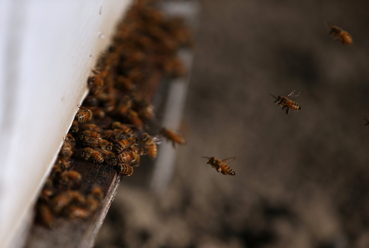 Bees killed after truck crash