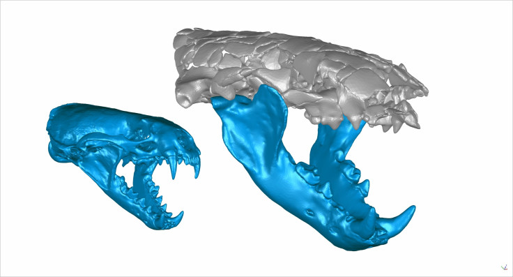 Siamogale Melilutra Jaw