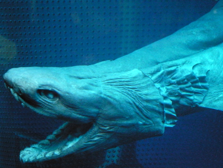Frilled Shark Jaws