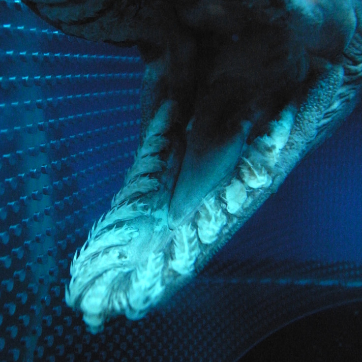 Frilled Shark Teeth