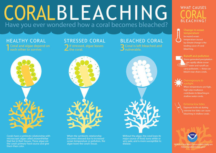 coral-bleaching