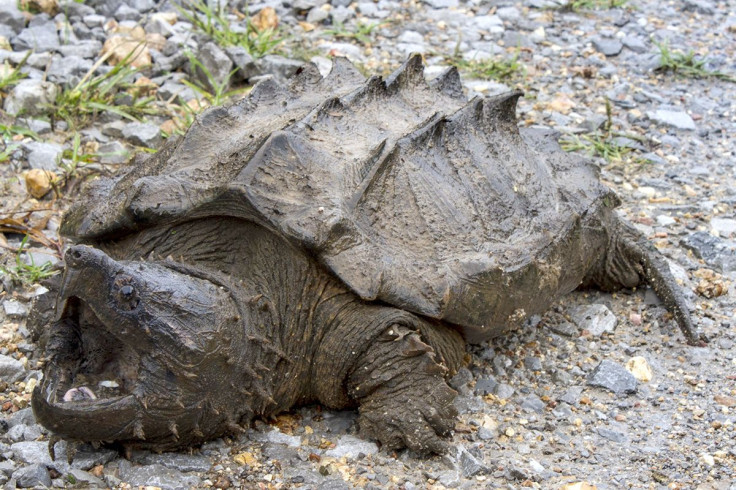 wild-alligator-snapping-turtle