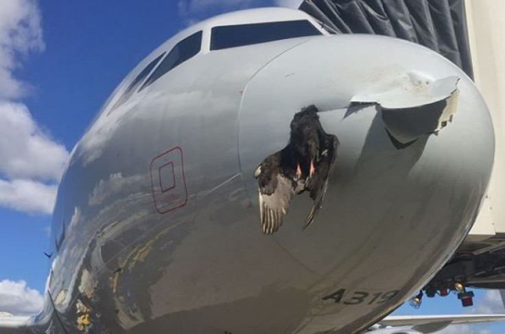 bird strike