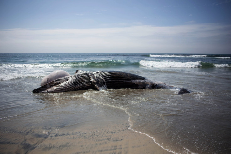 Beached Whale