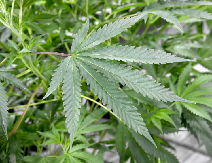 Marijuana Leaf