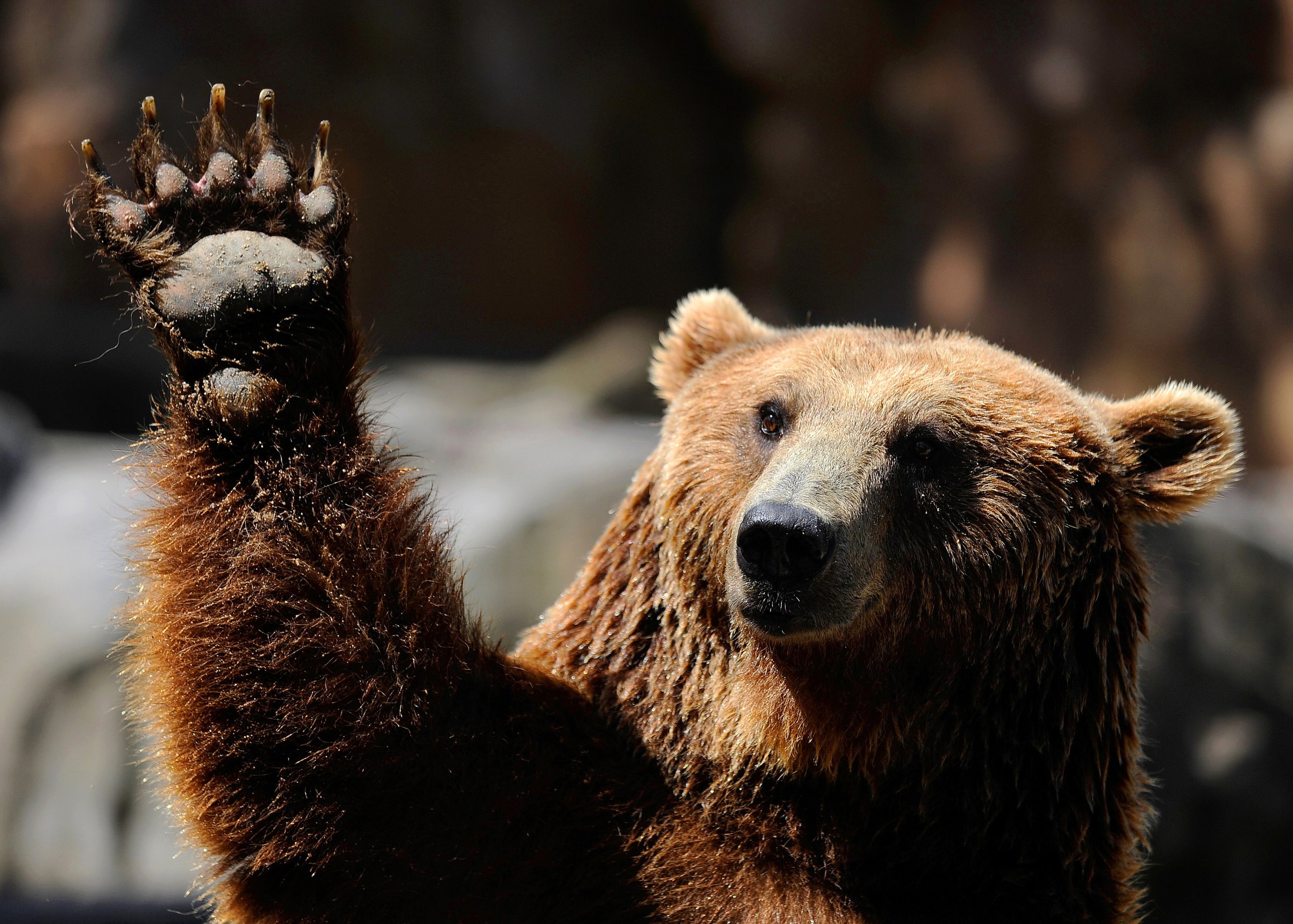 Медведь машет рукой