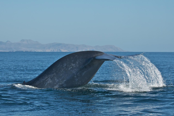 blue-whale-dive