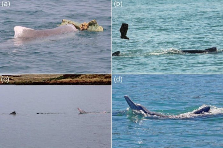 adult-male-dolphins-presenting-marine-sponges-and-showing-off-to-females
