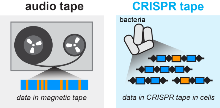 TRACE_conceptual_overview