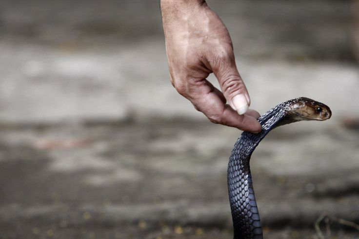 Man kills snake 