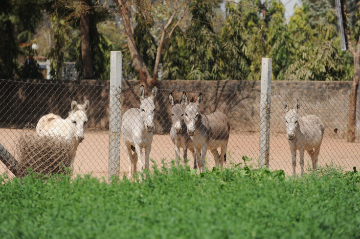 donkeys arrested in India 