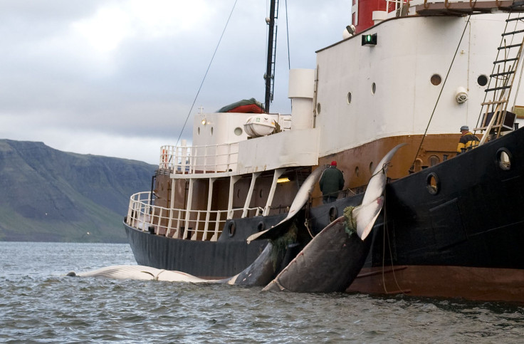 Japanese fishermen whaling 