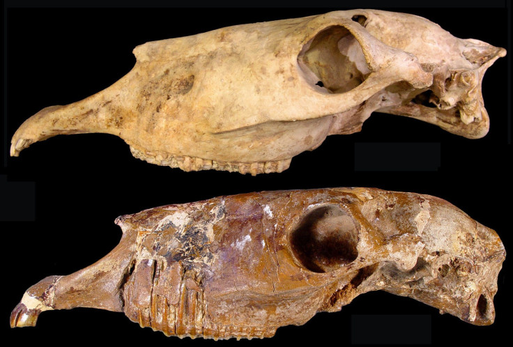 extinct-horse-skull