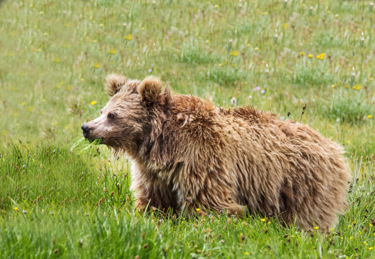 Himalayan Brown Bear