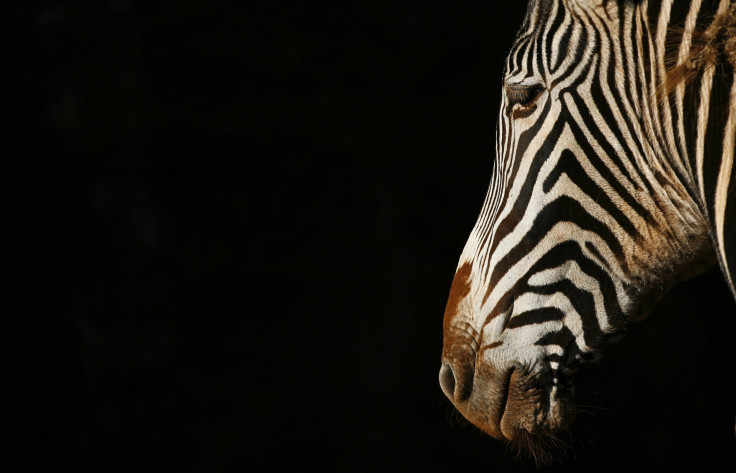 zebra