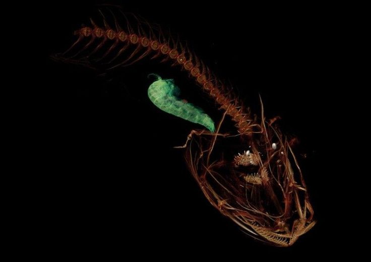 Mariana Snailfish 