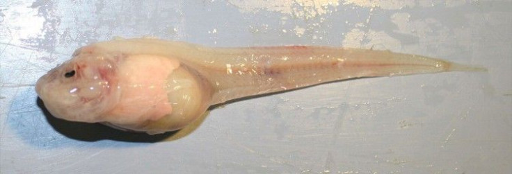 Pseudoliparis
