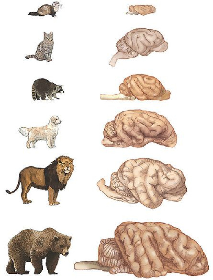 brain-sizes
