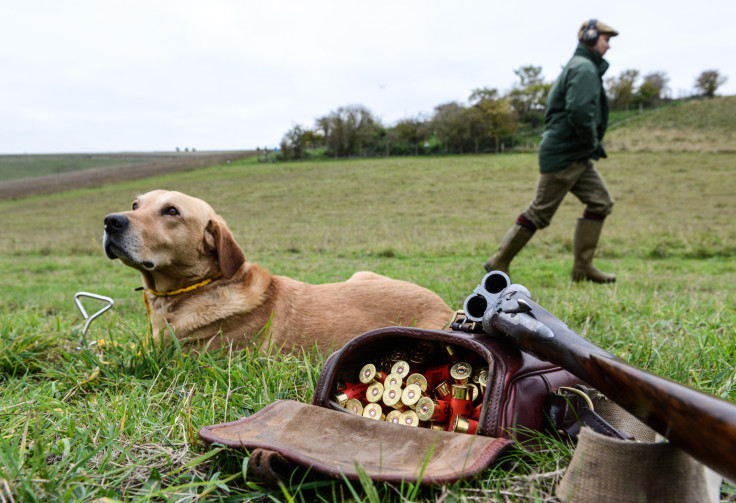 Pheasant Hunter Shot By His Dog In 'Freak Accident' 