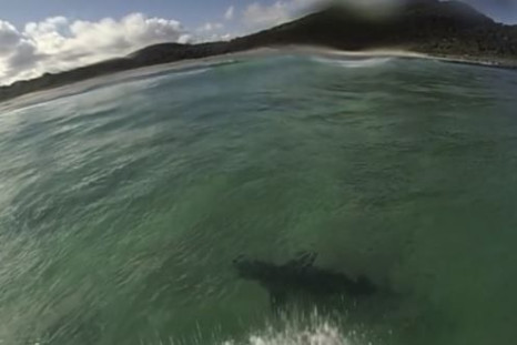 surfer shark spotting
