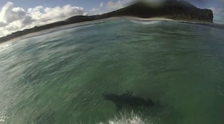 surfer shark spotting