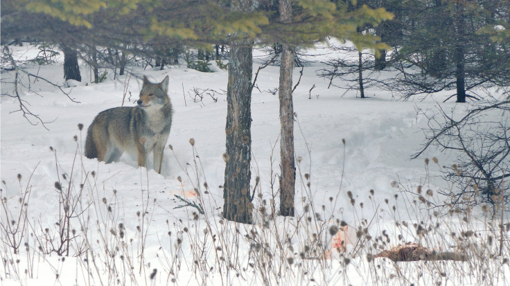 Coywolf