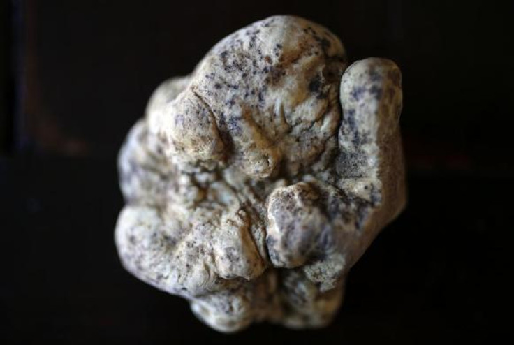 A truffle is seen on a table in Alba, north-western Italy, November 11, 2013. Located in the heart of the Langhe, the hilly southern area of Italy's northwestern Piedmont region, Alba is the country's capital of white truffles. The prized fungus grows two