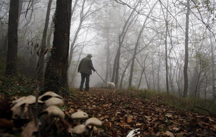 Truffle hunter Ezio Costa, 66, searches for truffles with his dog Jolly in the woods in Monchiero near Alba, northwestern Italy, November 9, 2013. Costa's family have been truffle hunters for four generation. REUTERS-Stefano Rellandini
