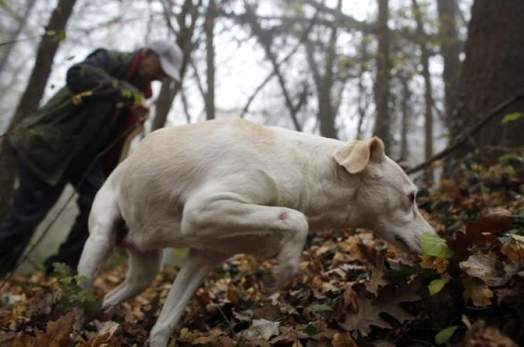 Truffle hunter Ezio Costa, 66, searches for truffles with his dog Jolly in the woods in Monchiero near Alba northwestern Italy, November 9, 2013. REUTERS-Stefano Rellandini