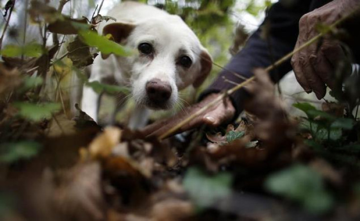 Truffle hunter Ezio Costa, 66, search for truffles with his dog Jolly in a wood in Monchiero near Alba northwestern Italy, November 9, 2013. REUTERS-Stefano Rellandini