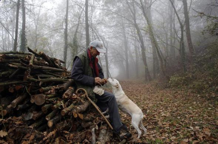 Truffle hunter Ezio Costa, 66, inspects a truffle that was found by his dog Jolly in the woods in Monchiero near Alba northwestern Italy, November 9, 2013. REUTERS-Stefano Rellandini